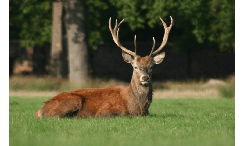 pixabay-deer-1323002-1920